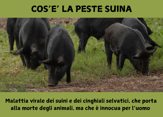 peste suina cosa è.png